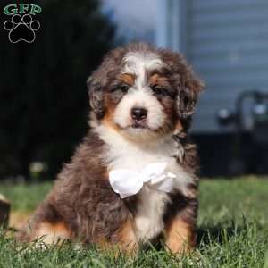 Flynn, Mini Bernedoodle Puppy
